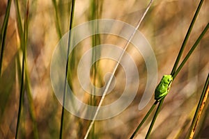 European tree frog, Hyla arborea, nice green amphibian sitting on grass with in the nature habitat, France