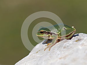 European tree frog (Hyla arborea or Rana arborea)