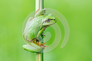 European tree frog, Hyla arborea, sitting on grass straw with clear green background. Nice green amphibian in nature habitat. Wild