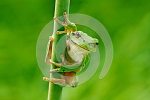 European tree frog, Hyla arborea, sitting on grass straw with clear green background. Nice green amphibian in nature habitat. Wild