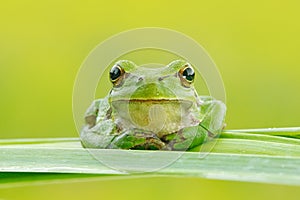 European tree frog, Hyla arborea, sitting on grass straw with clear green background. Nice green amphibian in nature habitat. Wild