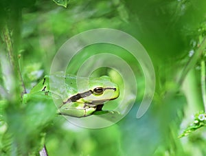 European tree frog - Hyla arborea sitting in mint