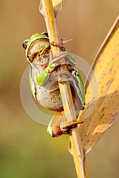 The European tree frog Hyla arborea sitting on a reed. Green frog with a yellow background