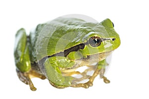 European tree frog Hyla arborea sitting on white background