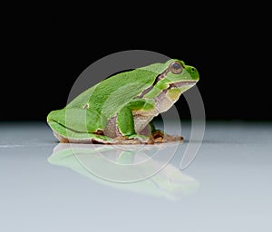 European tree frog on a reflecting white plate