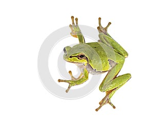 European tree frog on white background