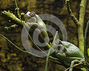 European Tree Frogs