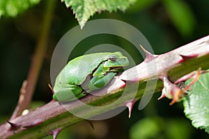 European Treefrog