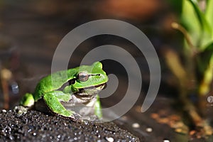 European Treefrog - Hyla arborea