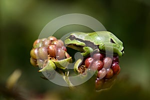 European Treefrog (Hyla arborea)