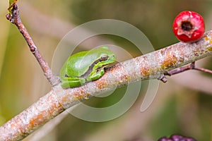 European Treefrog (Hyla arborea)