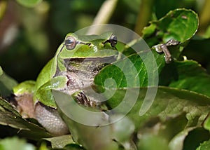 European Treefrog - Hyla arborea