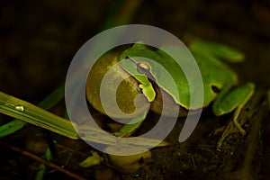 European Treefrog - Hyla arborea