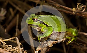 European treefrog (Hyla arborea) ready to make