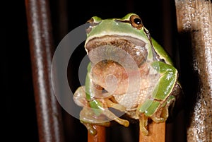 European treefrog Hyla arborea in Valdemanco, Madrid, Spain