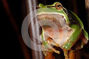 European treefrog Hyla arborea in Valdemanco, Madrid, Spain