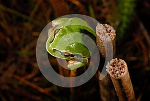 European treefrog Hyla arborea in Valdemanco, Madrid, Spain