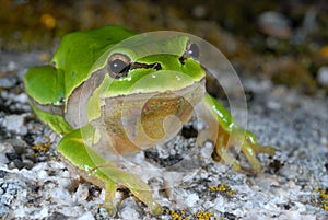 European treefrog Hyla arborea in Valdemanco, Madrid, Spain