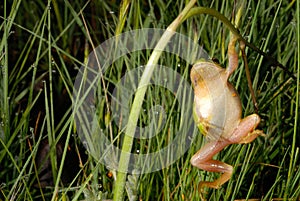 European treefrog Hyla arborea in Valdemanco, Madrid, Spain