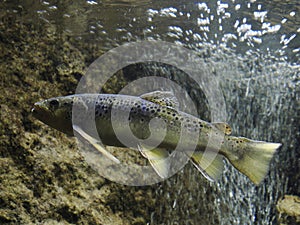 european trout underwater close up portrait