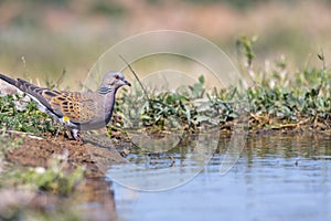 European turtle dove drinking water in a pond