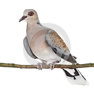 European Turtle Dove perched on branch, Streptopelia turtur