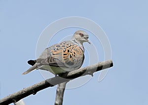 European turtle dove Streptopelia turtur