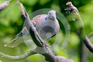 The European turtle dove Streptopelia turtur