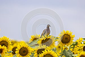 European turtle dove Streptopelia turtur