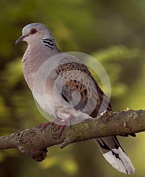 European turtle dove (Streptopelia turtur)