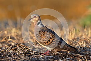 European Turtle-Dove - Streptopelia turtur