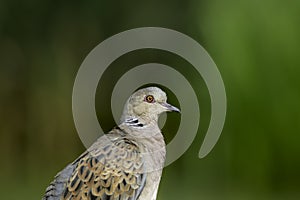 European turtle dove (Streptopelia turtur)