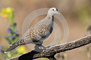 European turtle dove, Streptopelia turtur. A bird sits on an old dry branch on a blurry background