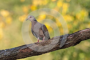 European Turtle Dove Streptopelia turtur sitting on the branch