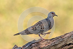 European Turtle Dove Streptopelia turtur sitting on the branch