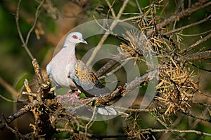 European Turtle-Dove - Streptopelia turtur sitting on the branch, beautiful colours, member of the bird family Columbidae, the