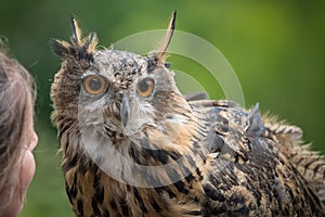 A european uhu closup at a falcrony in saarburg