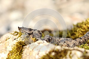 European venomous snake