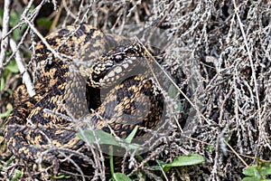 European viper