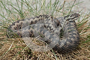 European viper (Vipera berus).