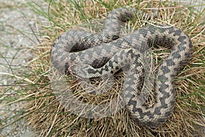 European viper Vipera berus