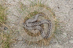 European viper (Vipera berus).