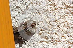 European wall lizard - close view