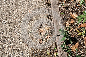 European wall lizard mimicry Podarcis muralis on ground, common lizard looking at the camera - Image