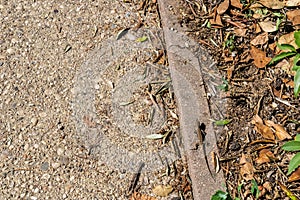 European wall lizard mimicry Podarcis muralis on ground - Image