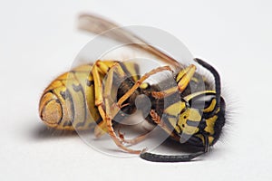 European wasp close up