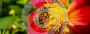 European Wasp, German Wasp or German Yellowjacket on red Lily