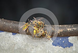 European wasp looking for food