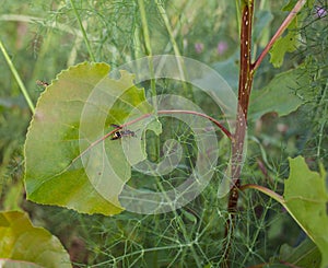 European Wasp on Poplar tree leaf