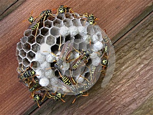 European wasp Vespula germanica nest under construction.